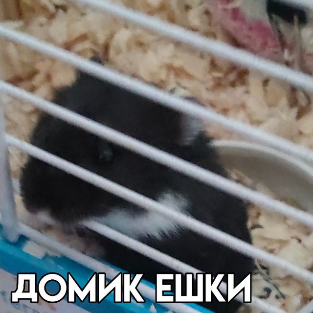 Channel Photo