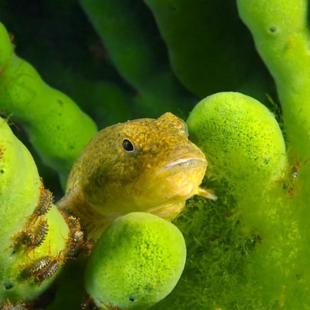 Channel Photo