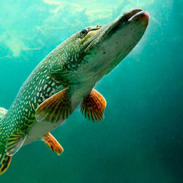 Channel Photo