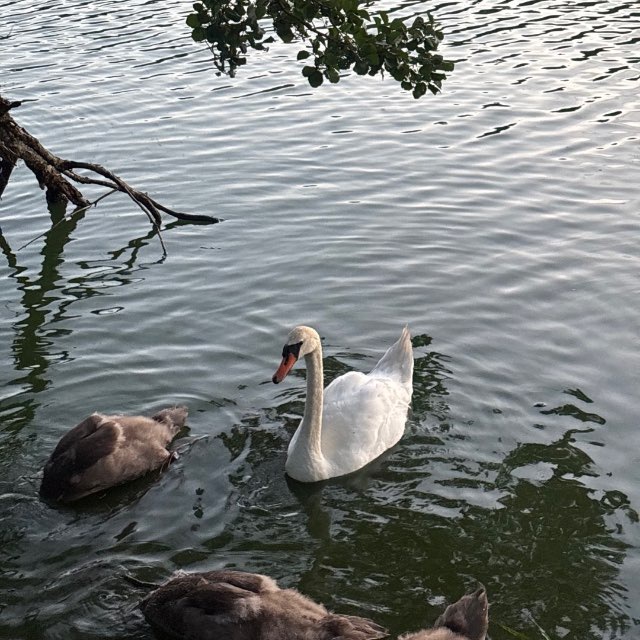 Channel Photo