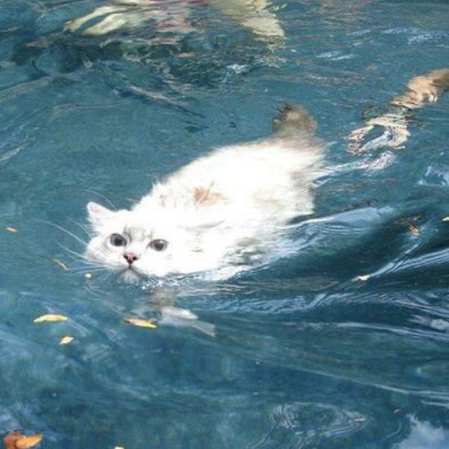 Channel Photo
