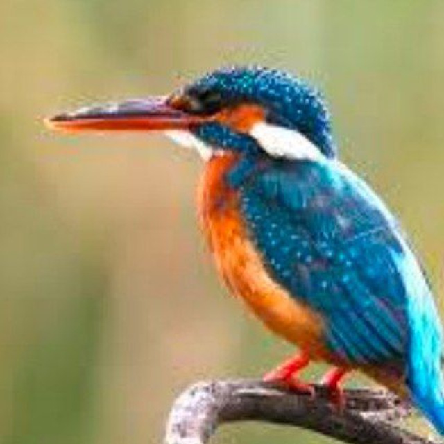 Channel Photo